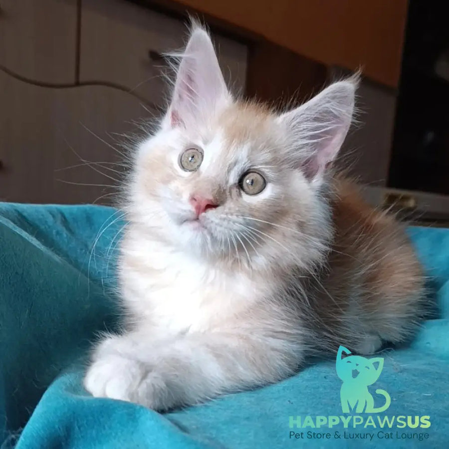 Quentin Maine Coon male red silver - live animals