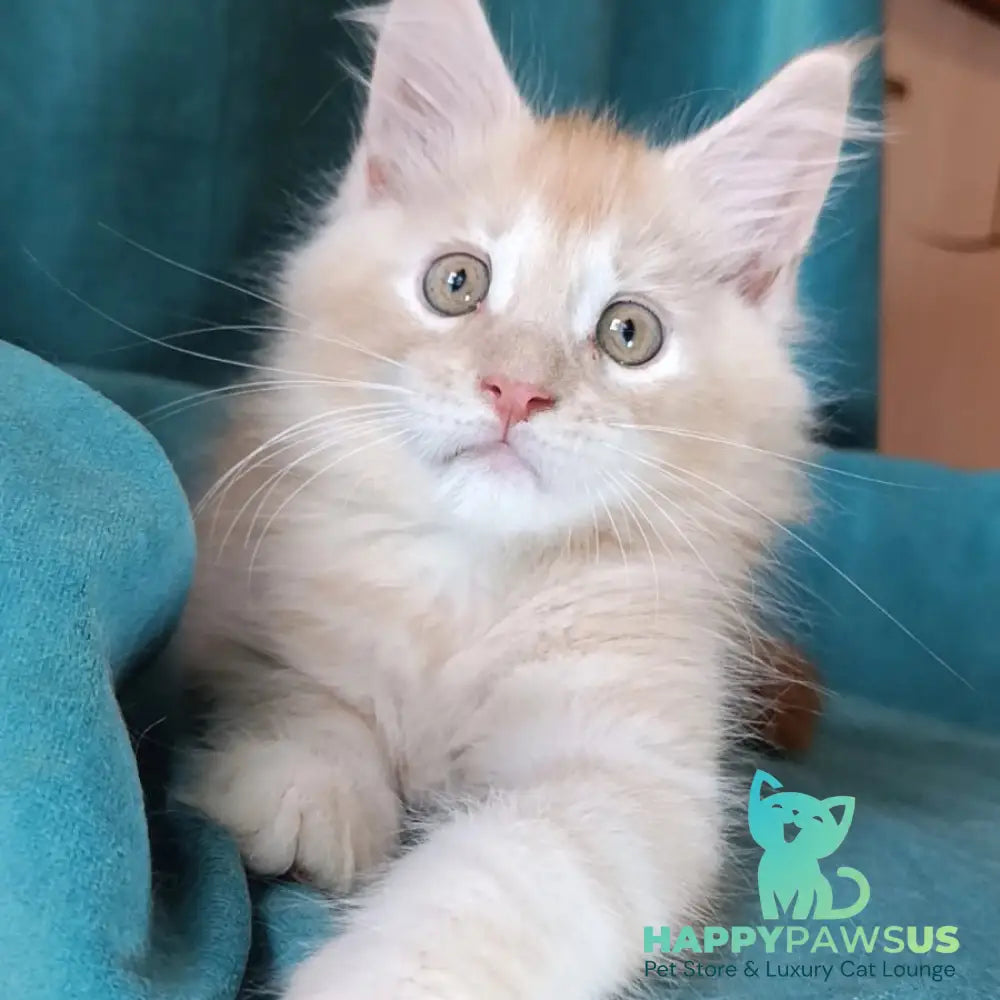 Quentin Maine Coon male red silver - live animals