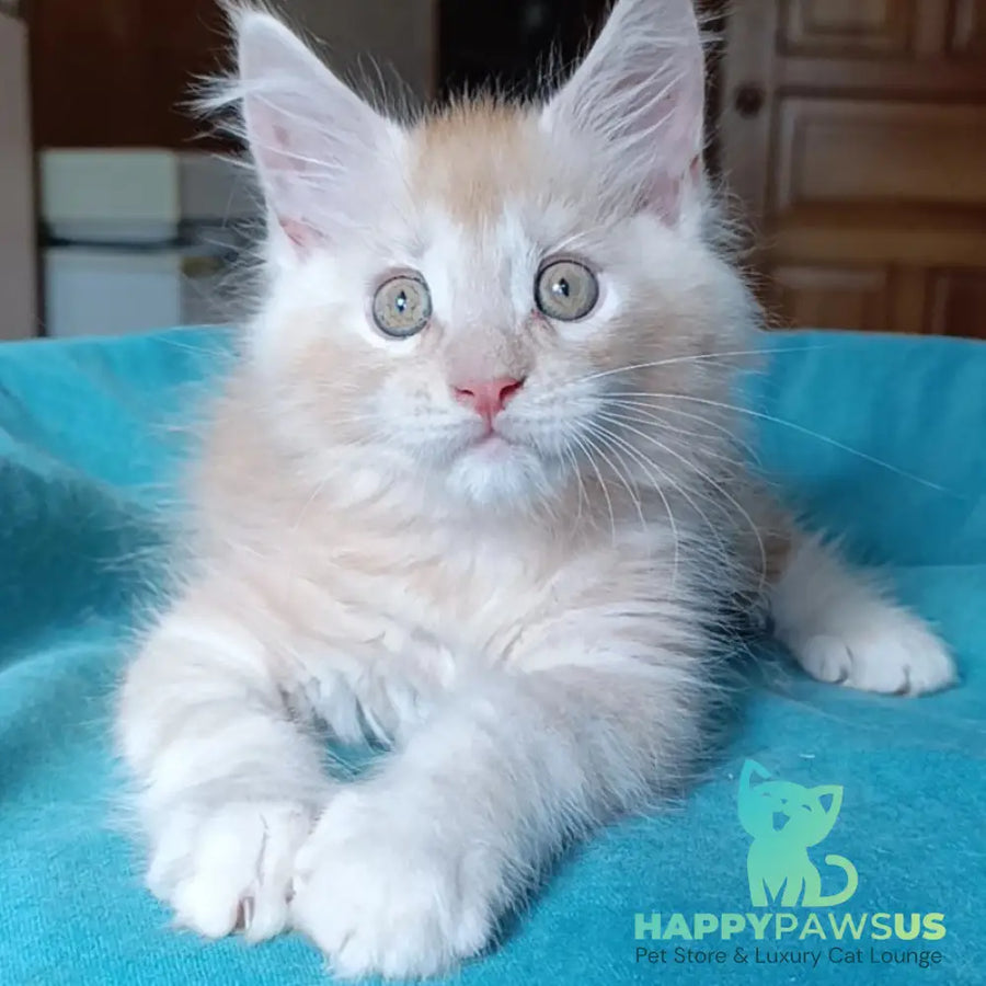 Quentin Maine Coon male red silver - live animals