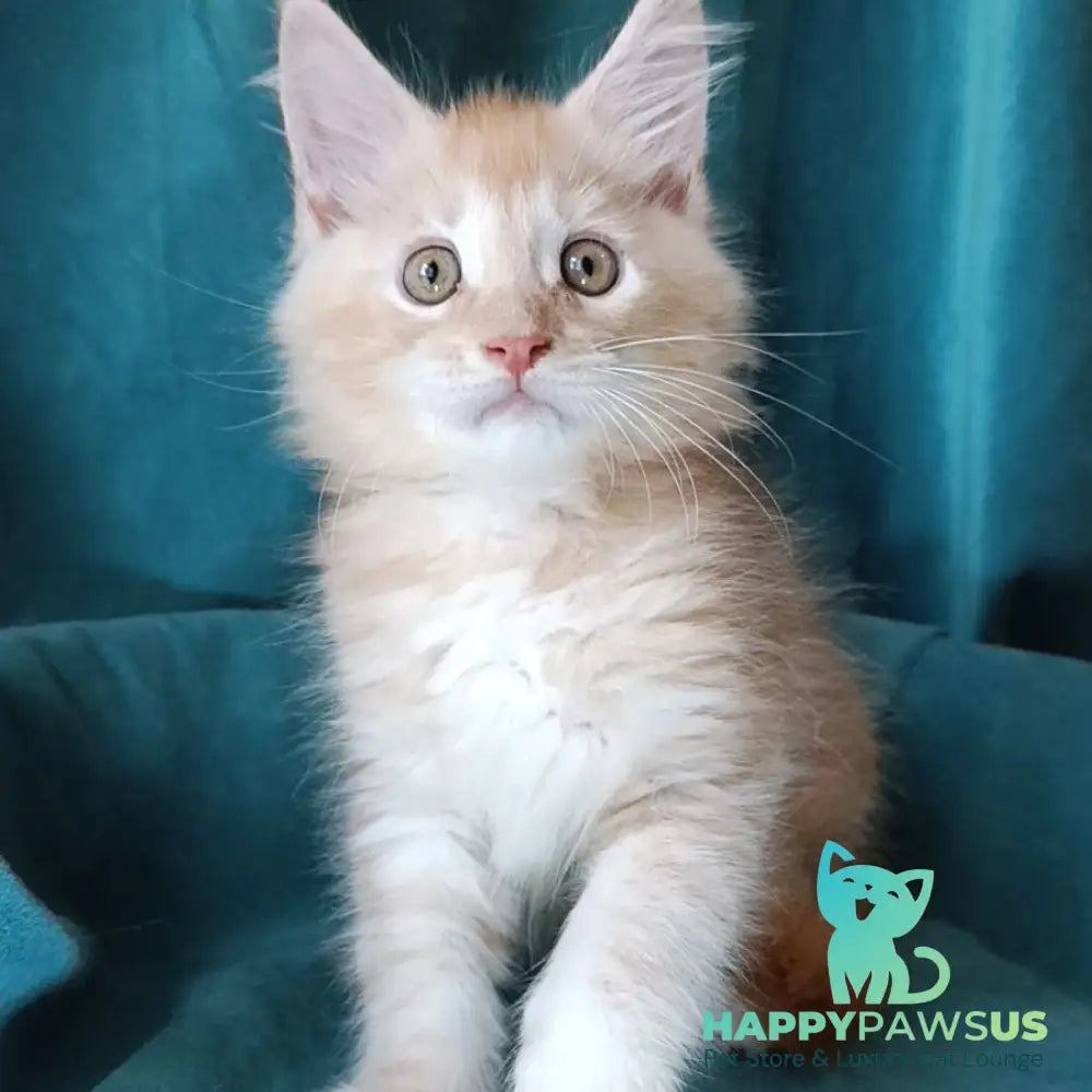Quentin Maine Coon male red silver - live animals