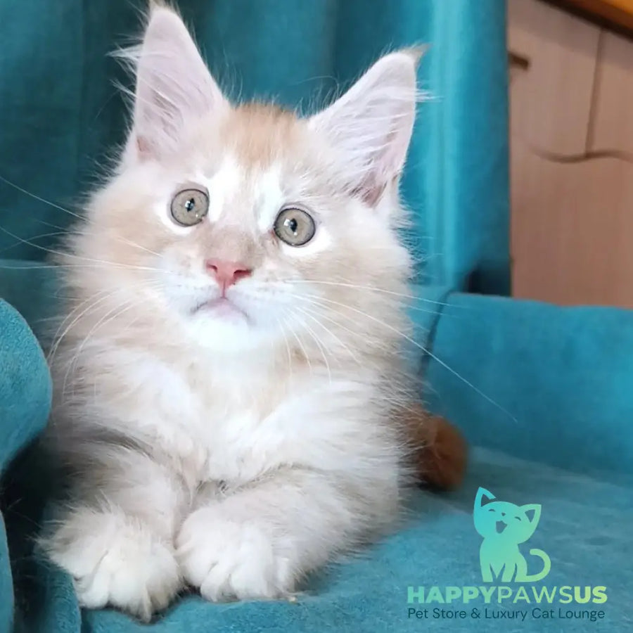 Quentin Maine Coon male red silver - live animals