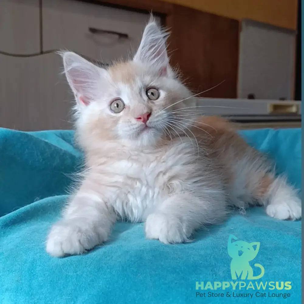 Quentin Maine Coon male red silver - live animals