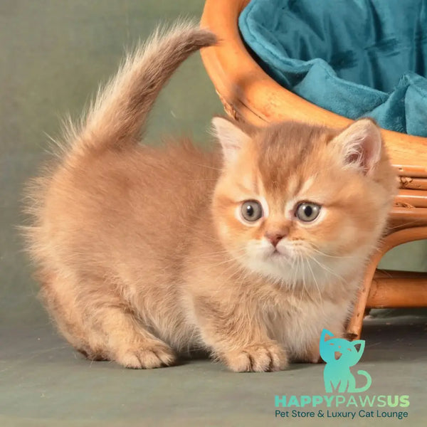 Quentin Munchkin male chocolate ticked tabby - live animals
