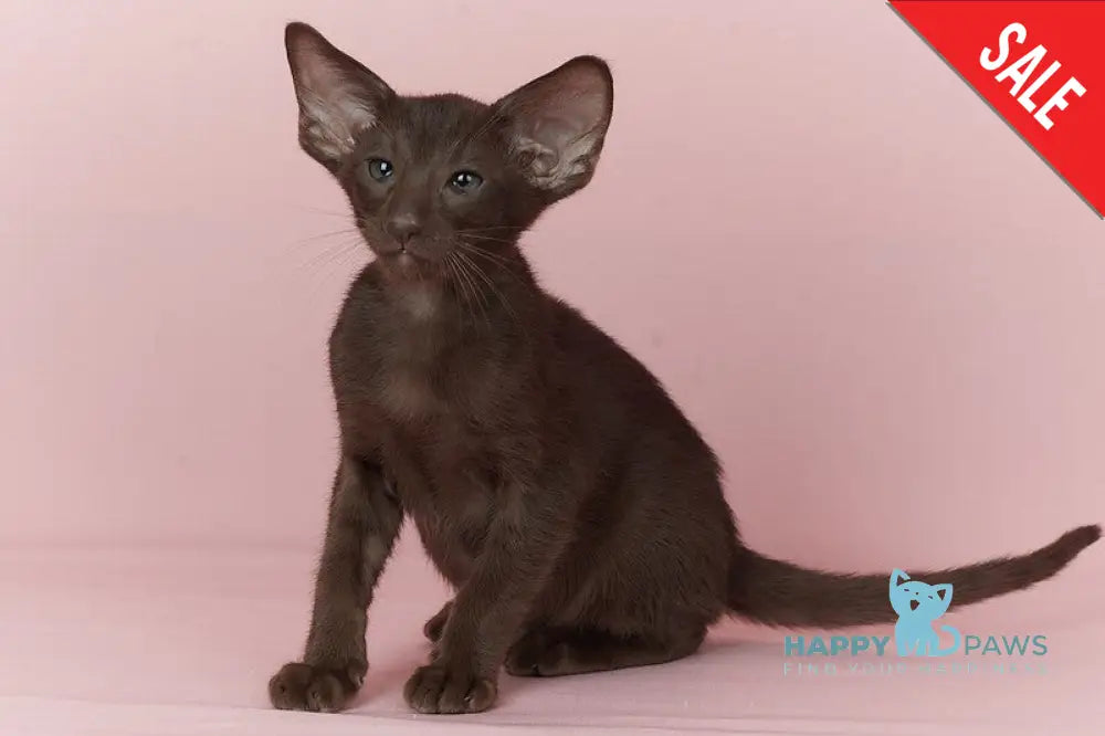 Quentin Oriental Shorthair male chocolate - live animals