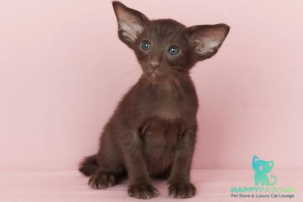 Quentin Oriental Shorthair male chocolate - live animals