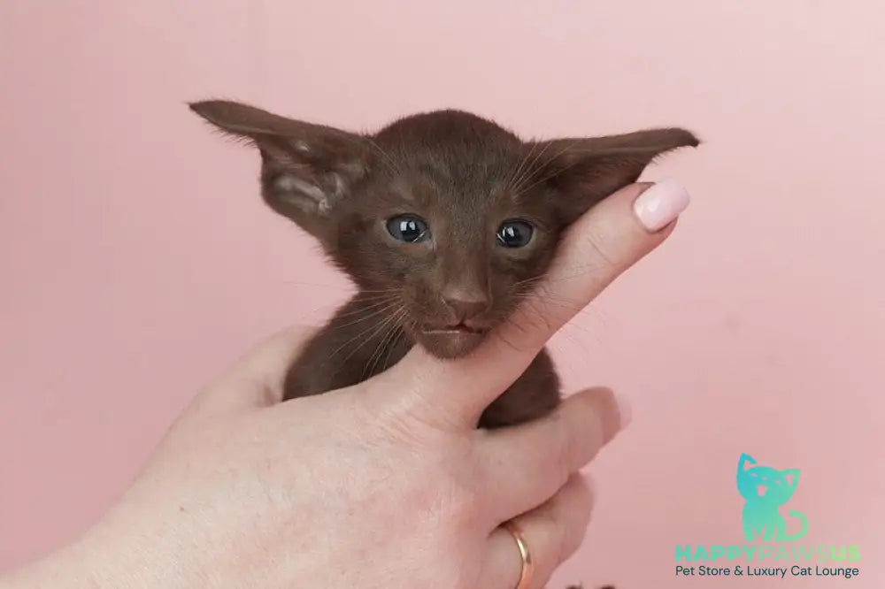 Quentin Oriental Shorthair male chocolate - live animals