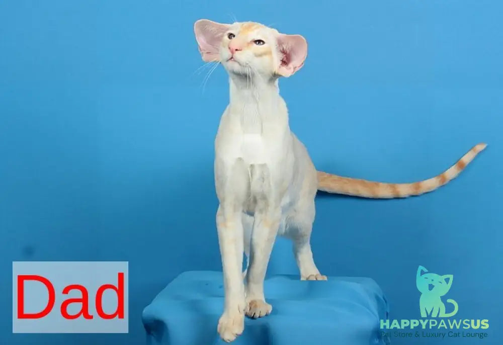 Quentin Oriental Shorthair male chocolate - live animals