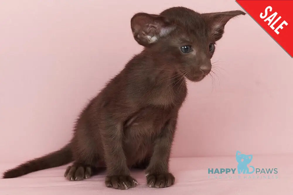 Quentin Oriental Shorthair male chocolate - live animals