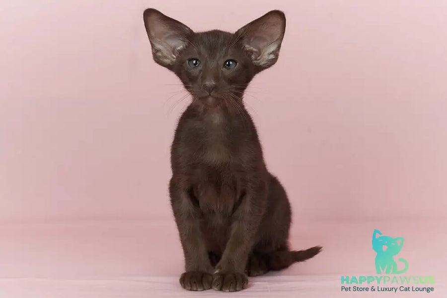 Quentin Oriental Shorthair male chocolate - live animals