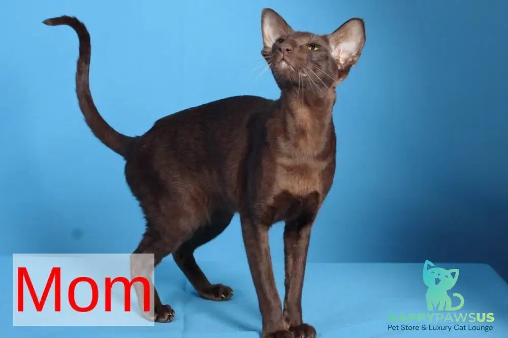 Quentin Oriental Shorthair male chocolate - live animals