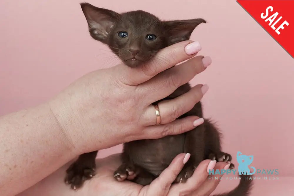 Quentin Oriental Shorthair male chocolate - live animals