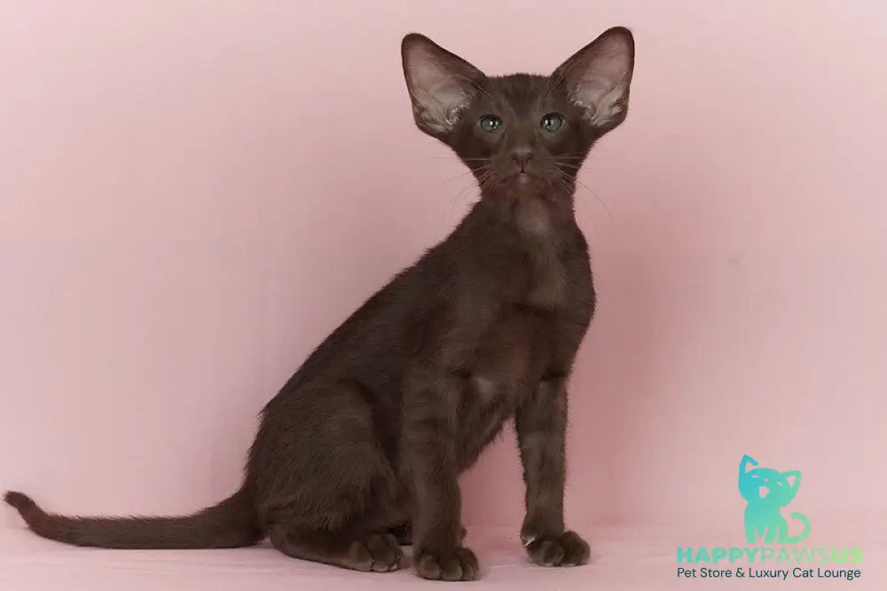 Quentin Oriental Shorthair male chocolate - live animals