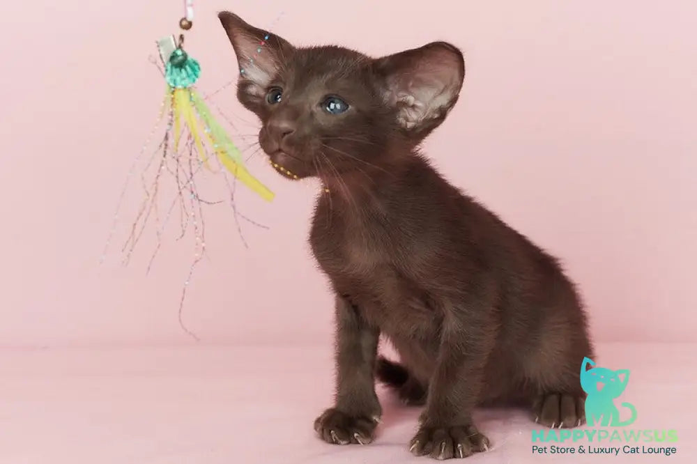 Quentin Oriental Shorthair male chocolate - live animals
