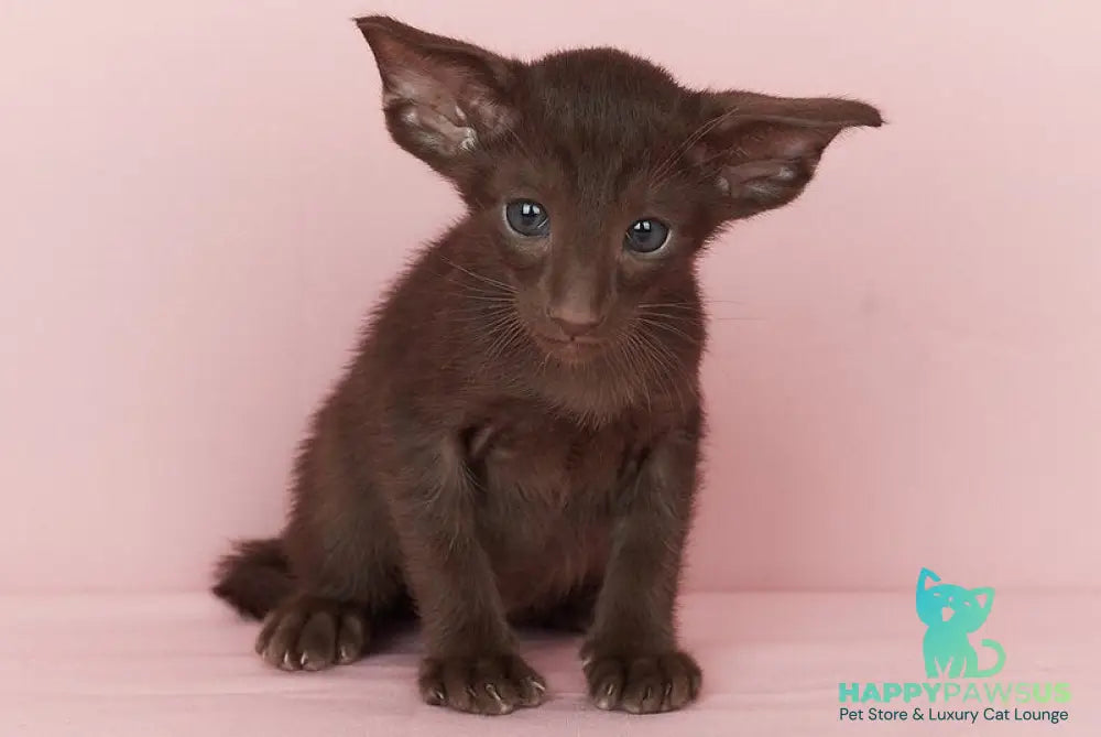 Quentin Oriental Shorthair male chocolate - live animals