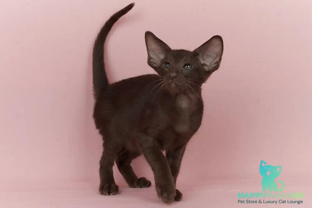 Quentin Oriental Shorthair male chocolate - live animals