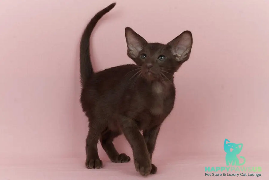 Quentin Oriental Shorthair male chocolate - live animals