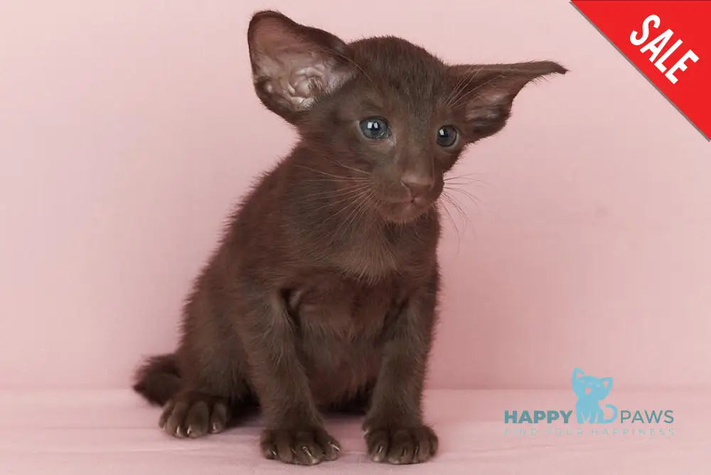 Quentin Oriental Shorthair male chocolate - live animals