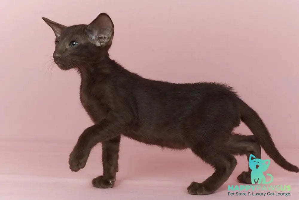 Quentin Oriental Shorthair male chocolate - live animals