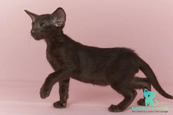 Quentin Oriental Shorthair male chocolate - live animals