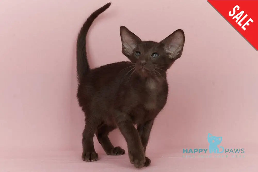 Quentin Oriental Shorthair male chocolate - live animals