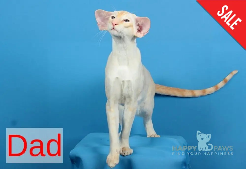 Quentin Oriental Shorthair male chocolate - live animals