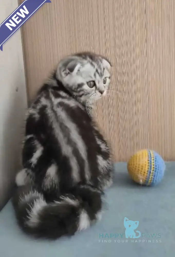Quentin Scottish Fold male black silver tabby live animals