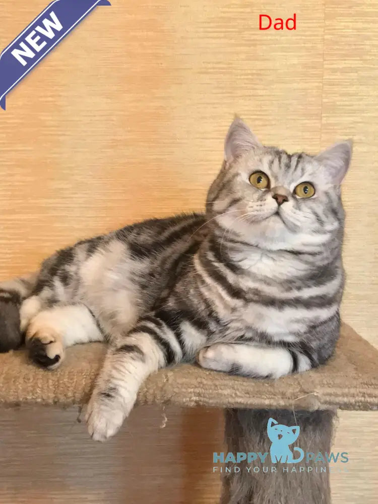 Quentin Scottish Fold male black silver tabby live animals