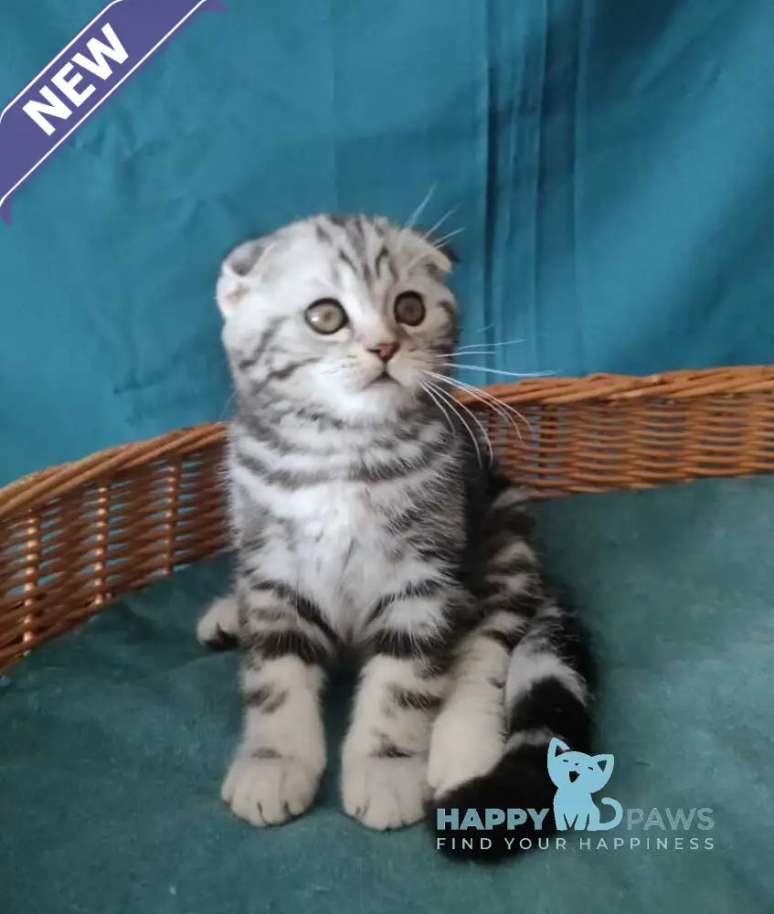 Quentin Scottish Fold male black silver tabby live animals