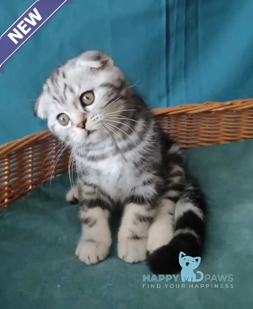 Quentin Scottish Fold male black silver tabby live animals