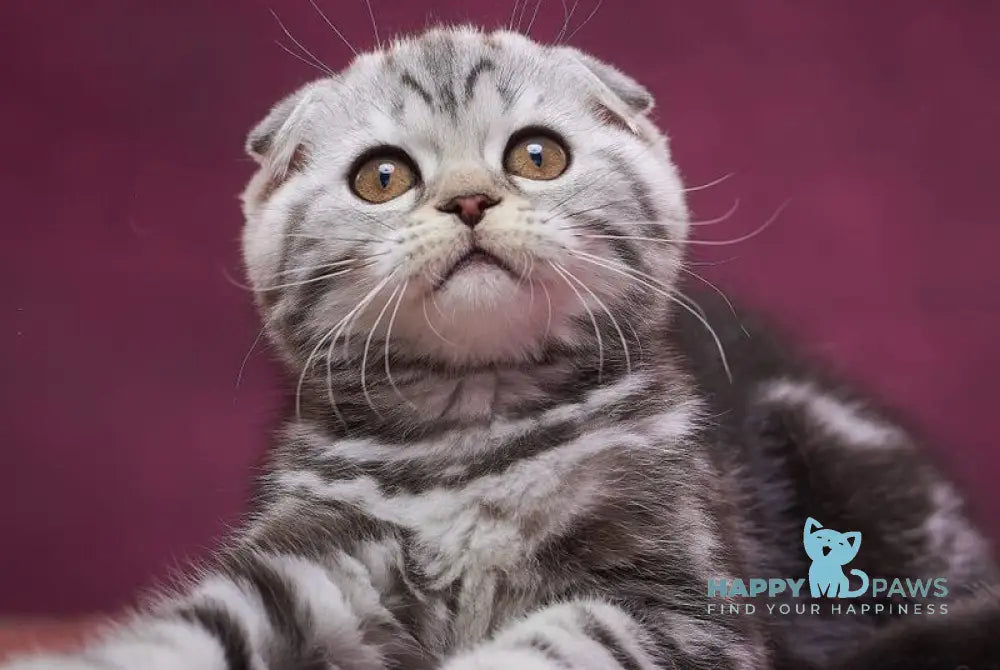 Quentin Scottish Fold male black silver tabby live animals