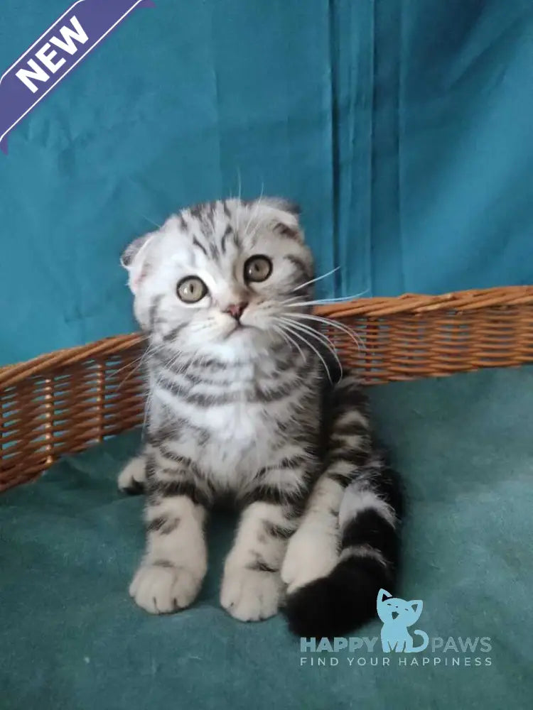 Quentin Scottish Fold male black silver tabby live animals