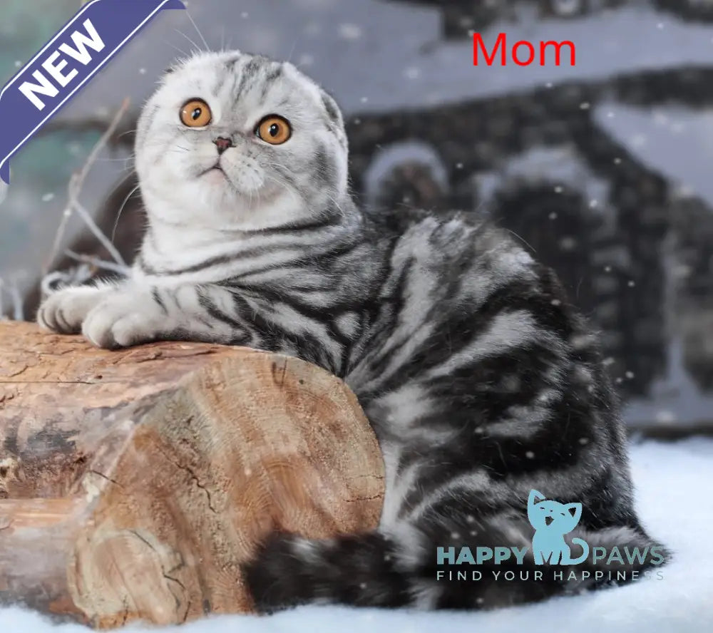 Quentin Scottish Fold male black silver tabby live animals