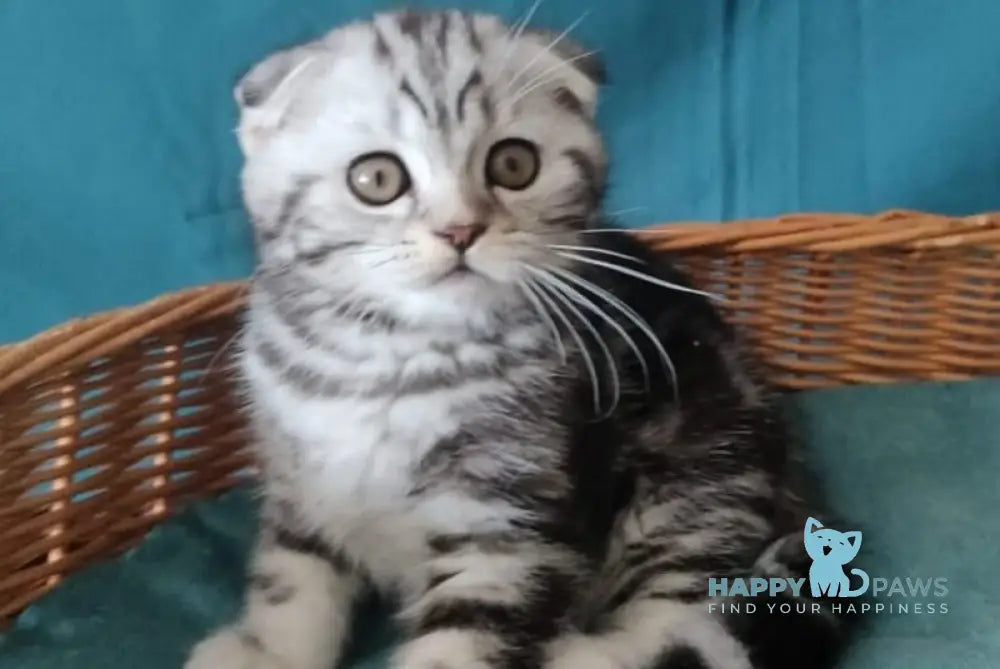 Quentin Scottish Fold male black silver tabby live animals