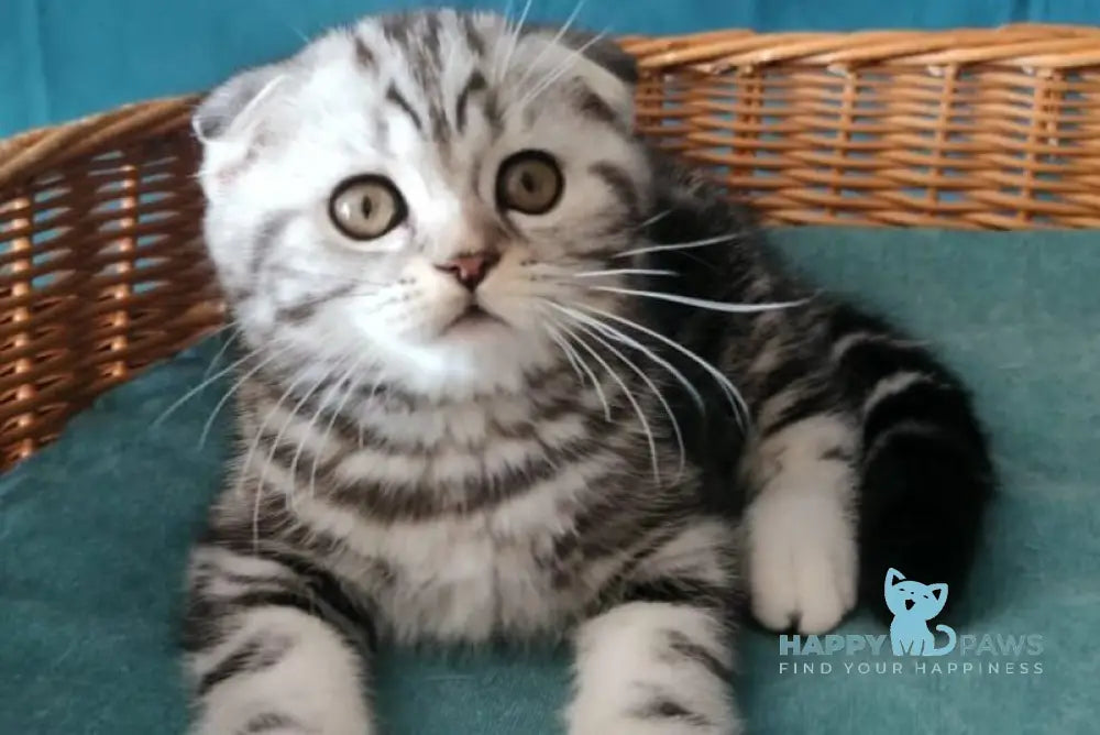 Quentin Scottish Fold male black silver tabby live animals