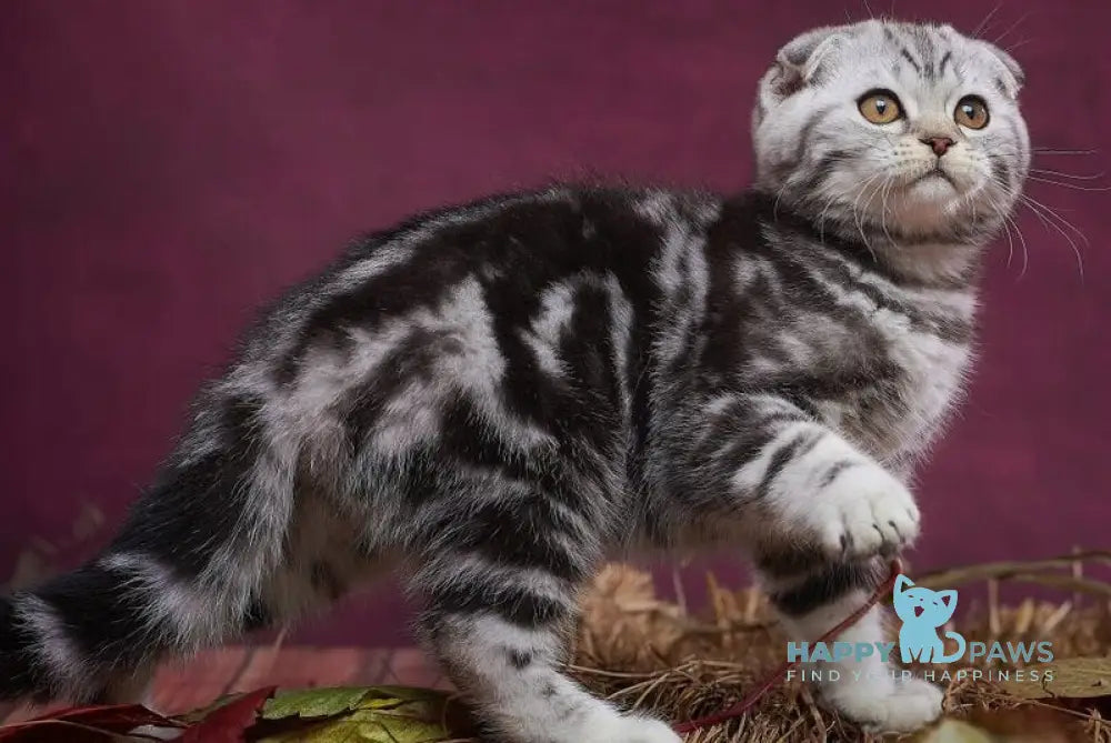 Quentin Scottish Fold male black silver tabby live animals