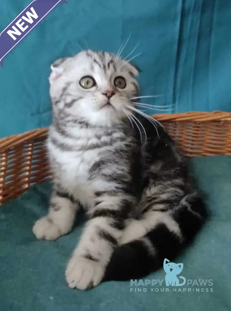Quentin Scottish Fold male black silver tabby live animals