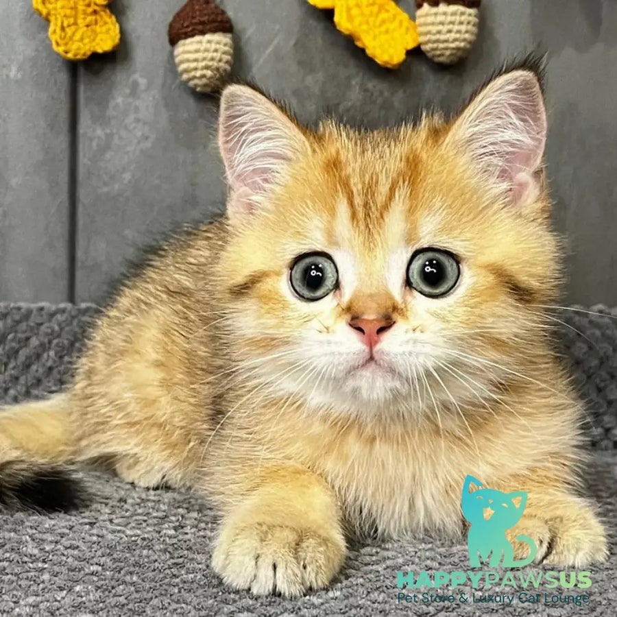 Quentin Scottish Straight male black golden spotted tabby - live animals
