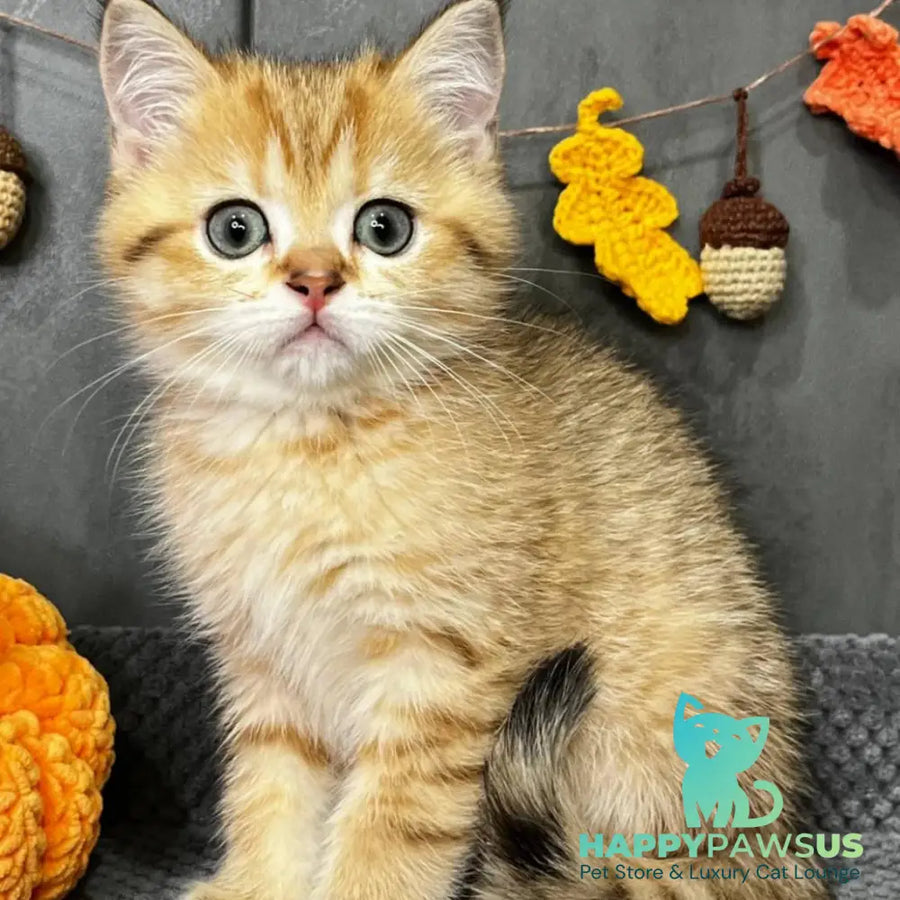 Quentin Scottish Straight male black golden spotted tabby - live animals