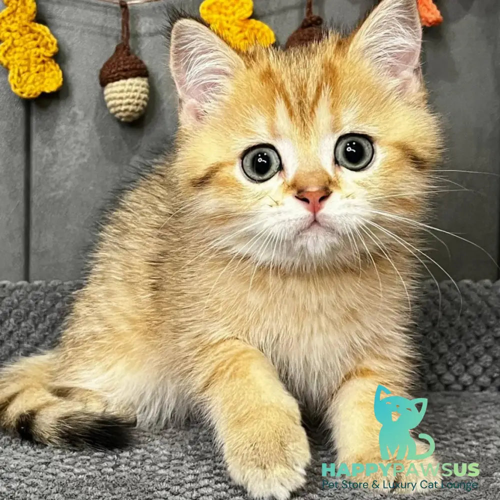 Quentin Scottish Straight male black golden spotted tabby - live animals