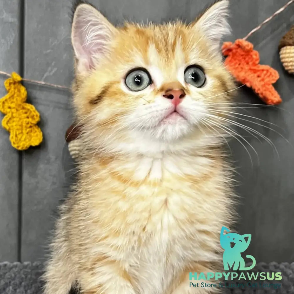 Quentin Scottish Straight male black golden spotted tabby - live animals