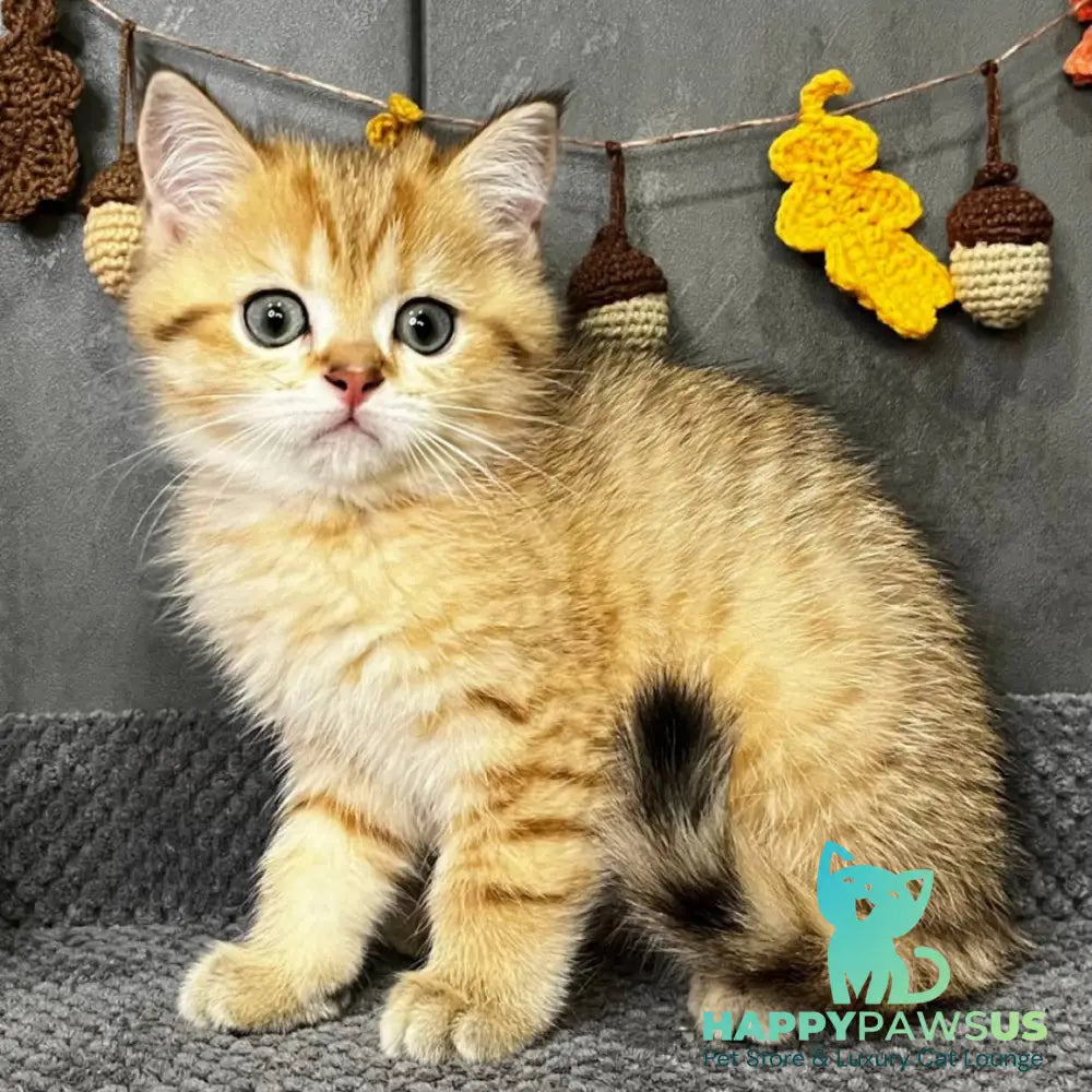 Quentin Scottish Straight male black golden spotted tabby - live animals