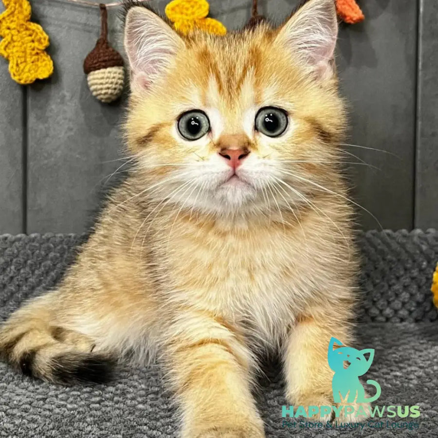 Quentin Scottish Straight male black golden spotted tabby - live animals