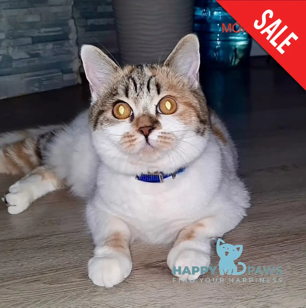 Quentin Scottish Straight Male Red Tabby Van Live Animals