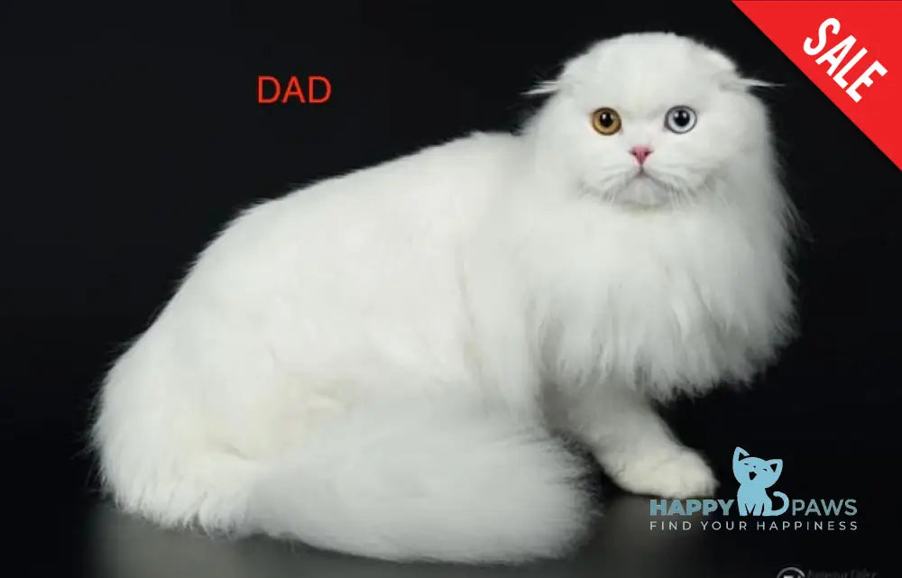Quentin Scottish Straight Male Red Tabby Van Live Animals