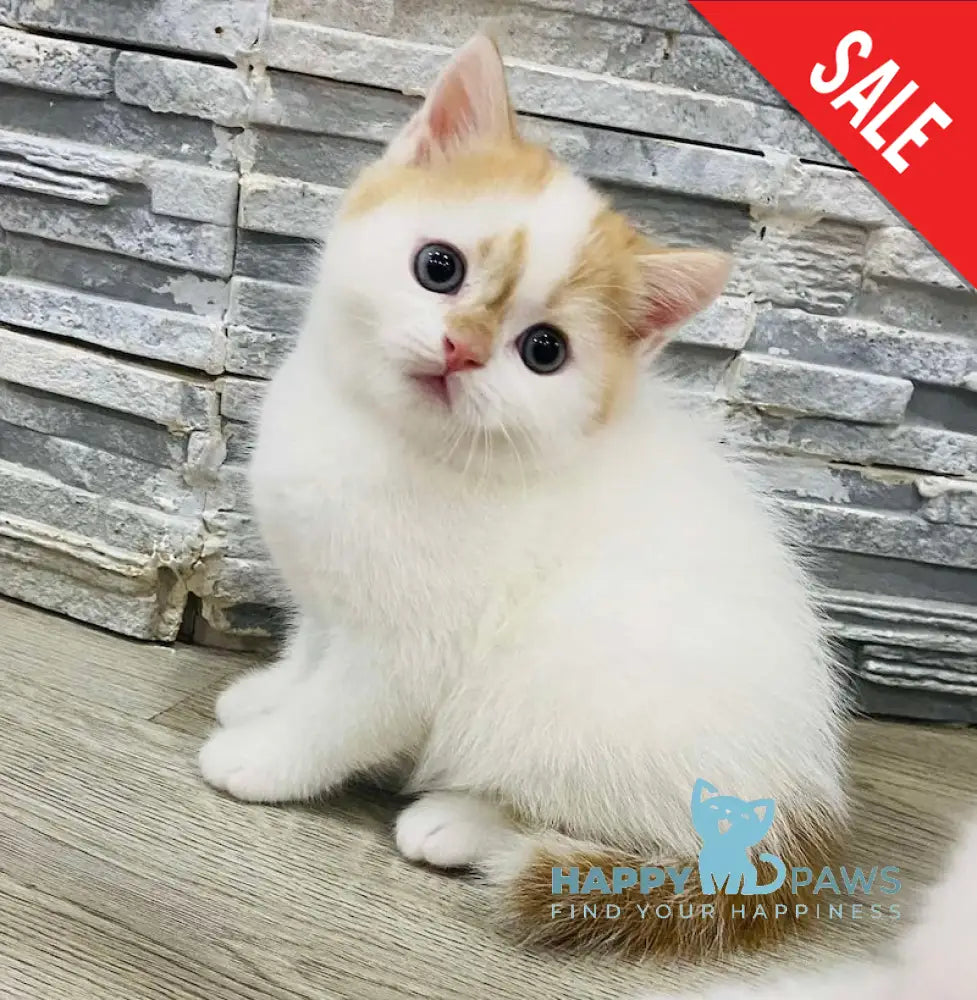 Quentin Scottish Straight Male Red Tabby Van Live Animals