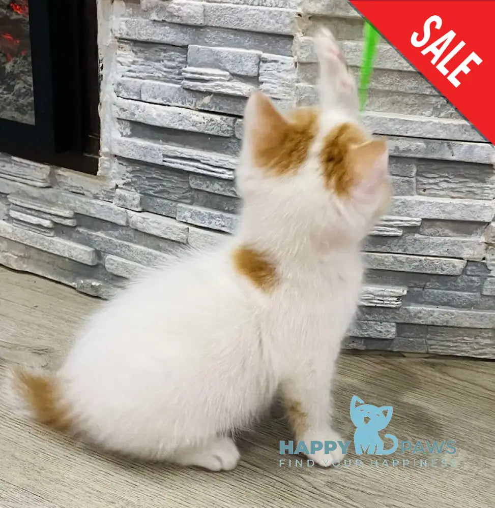 Quentin Scottish Straight Male Red Tabby Van Live Animals