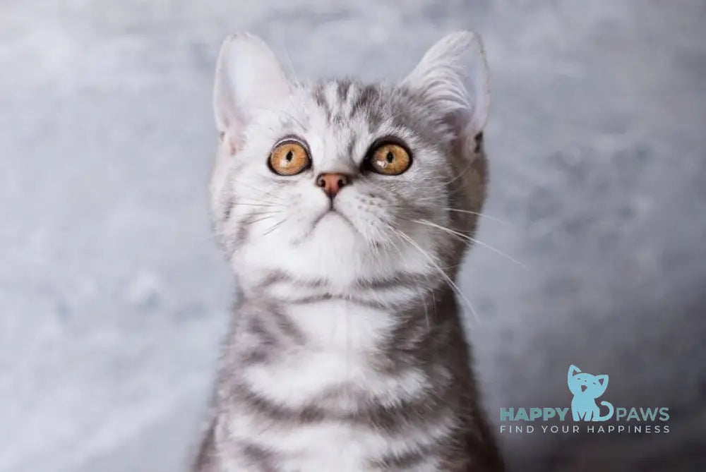 Quenzo Scottish Straight male black silver tabby live animals