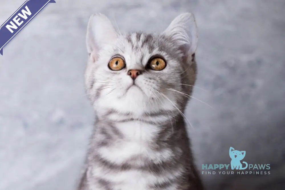 Quenzo Scottish Straight male black silver tabby live animals