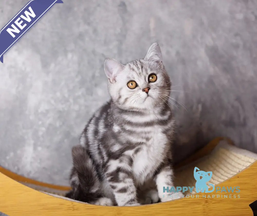 Quenzo Scottish Straight male black silver tabby live animals