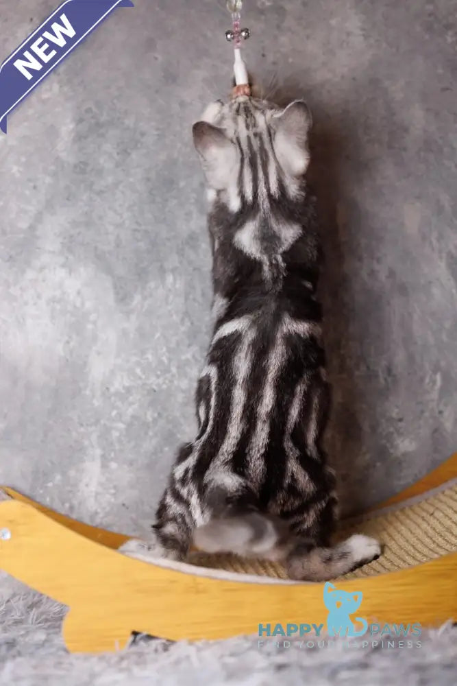 Quenzo Scottish Straight male black silver tabby live animals